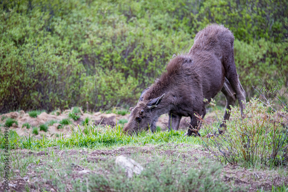 young bull moose in spring willows