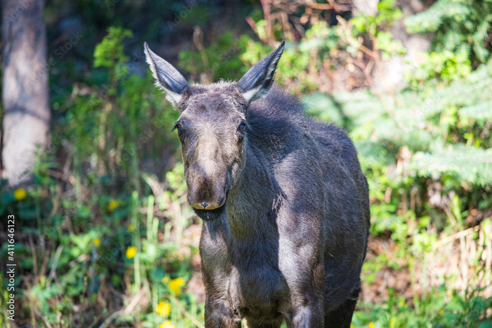 young moose twins resting in wildflowers young moose twins resting in wildflowers