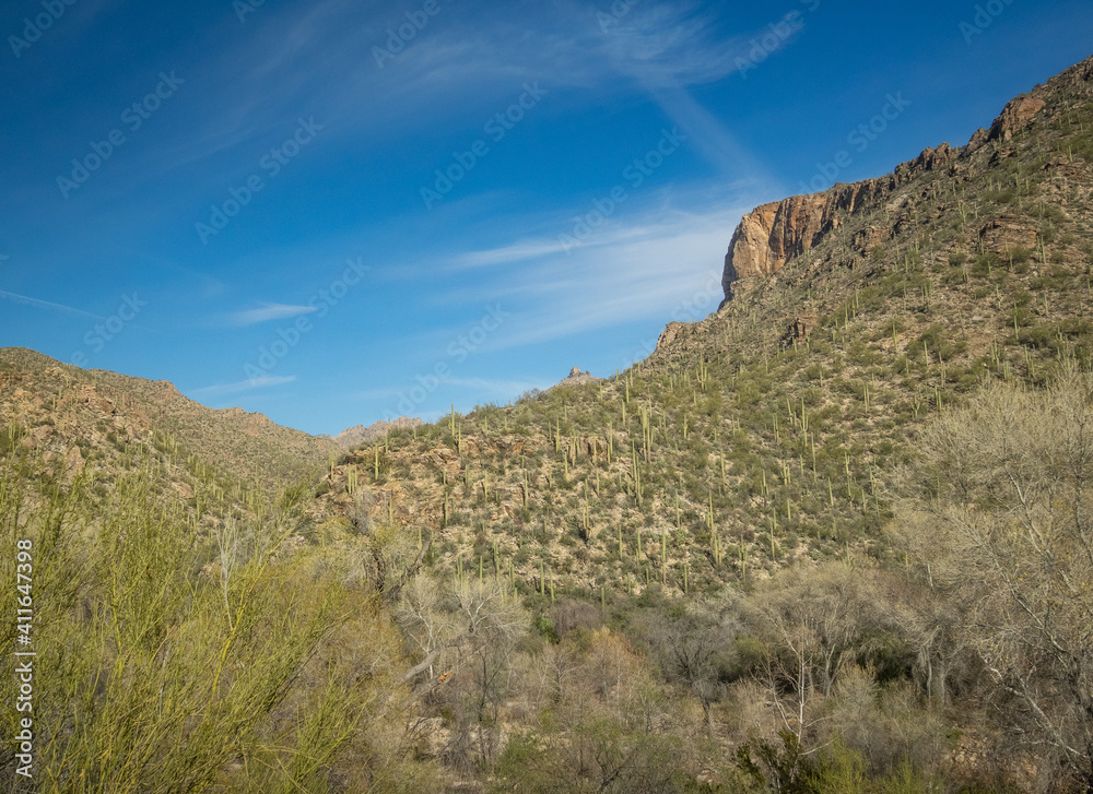 Beautiful Desert Landscape