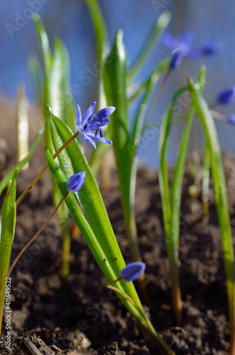 Blue Scilla bifolia blooms in early spring in the forest