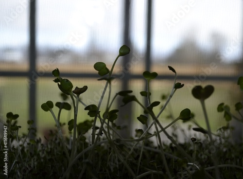Micro greens for healthy living