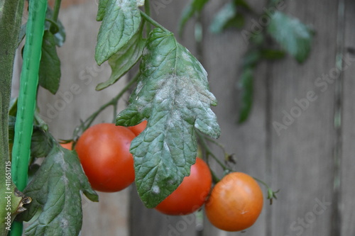 Photos Tomato plant disease, powdery white mildew, on tomato leaves in home garden