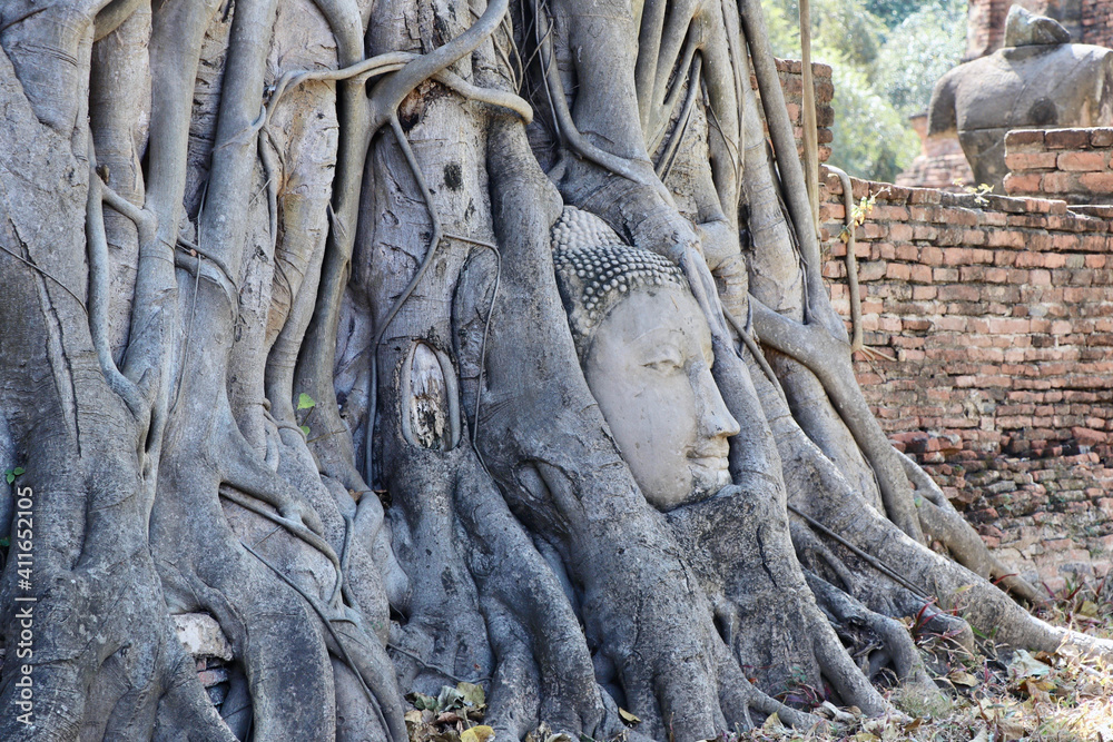 Obraz premium Buddha Tree Trunk