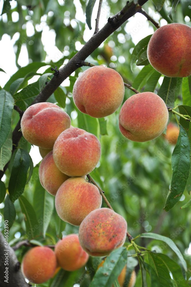 On the tree branch ripe peach fruits On the tree branch ripe peach fruits