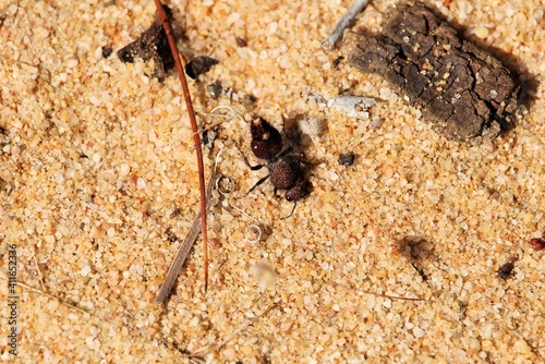 Velvet Ant (Ephutomorpha ferruginata) South Australia photo