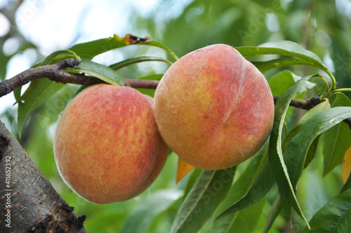 On the tree branch ripe peach fruits