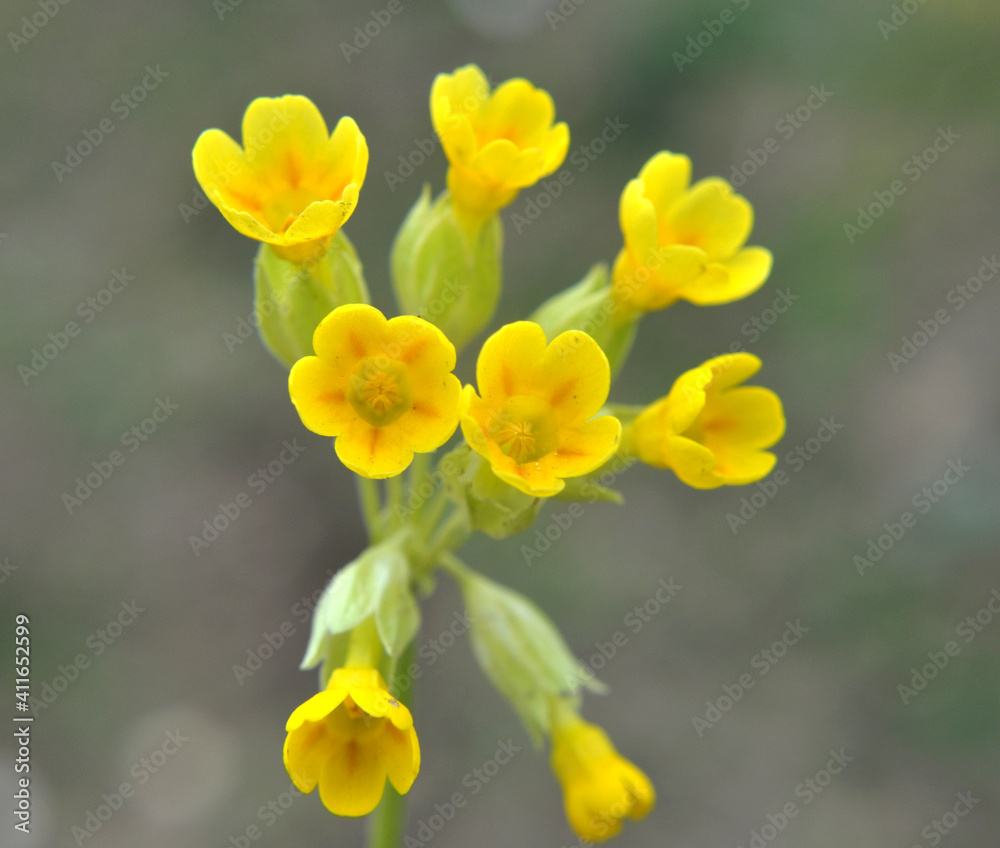 In spring, primrose (Primula veris) blooms in nature In spring, primrose (Primula veris) blooms in nature
