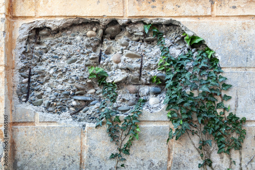 destroyed wall with plants with blurry background, used as a background or texture, soft focus