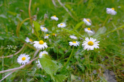 Meadow of white Chamomile flowers in the morning sun close up. Herbal medicine.