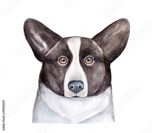Watercolor illustration of Welsh Corgi Cardigan dog. Beautiful dark brown coat, looking at camera. Handdrawn watercolour sketchy paint on white background, isolated element for design, print, poster. © Julija