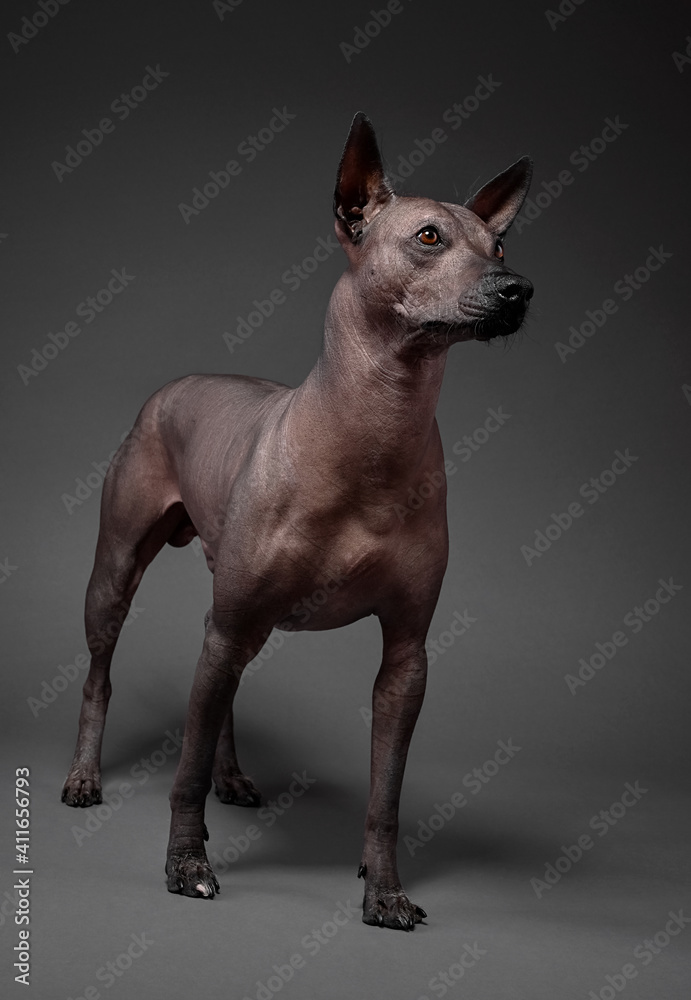 Xoloitzcuintle (Mexican Hairless Dog)   medium size portrait standing  on neutral gray background 