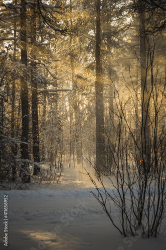 Winter forest in the rays of the setting sun