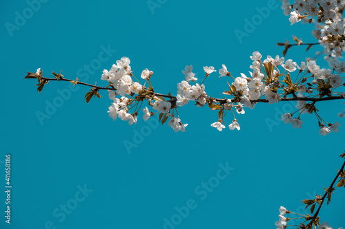 cherry blossom in spring  