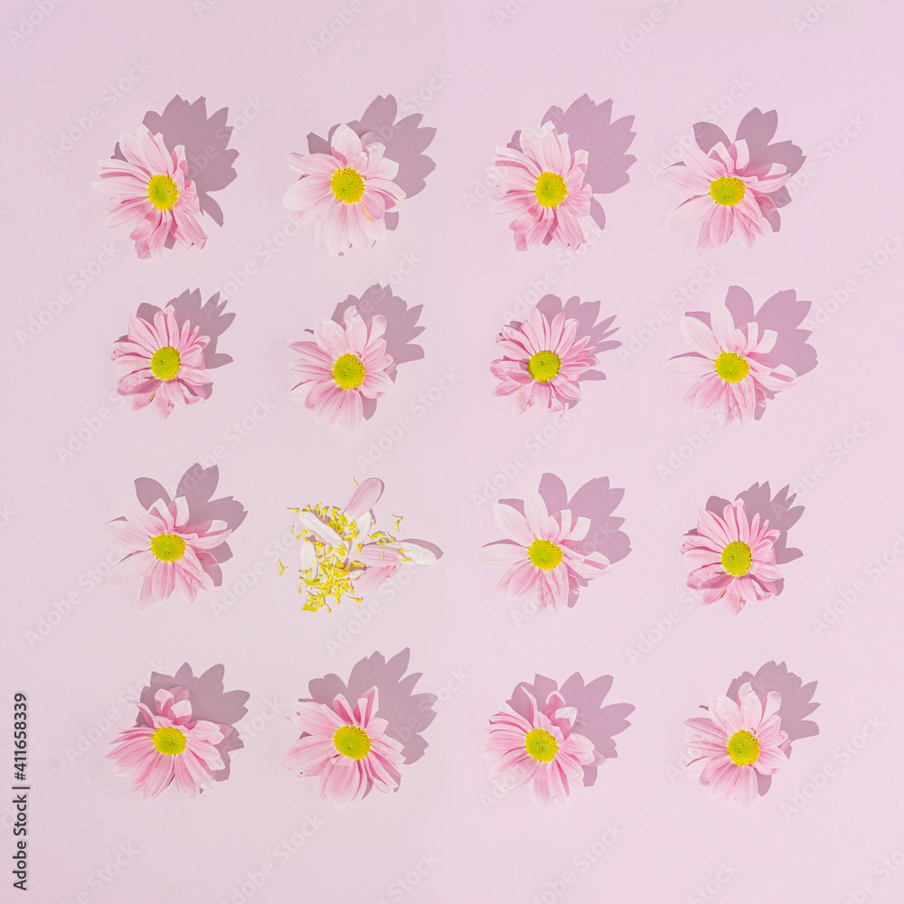 Pink pattern made with daisy flowers. Break the pattern or woman's day concept. Modern minimal flat lay.