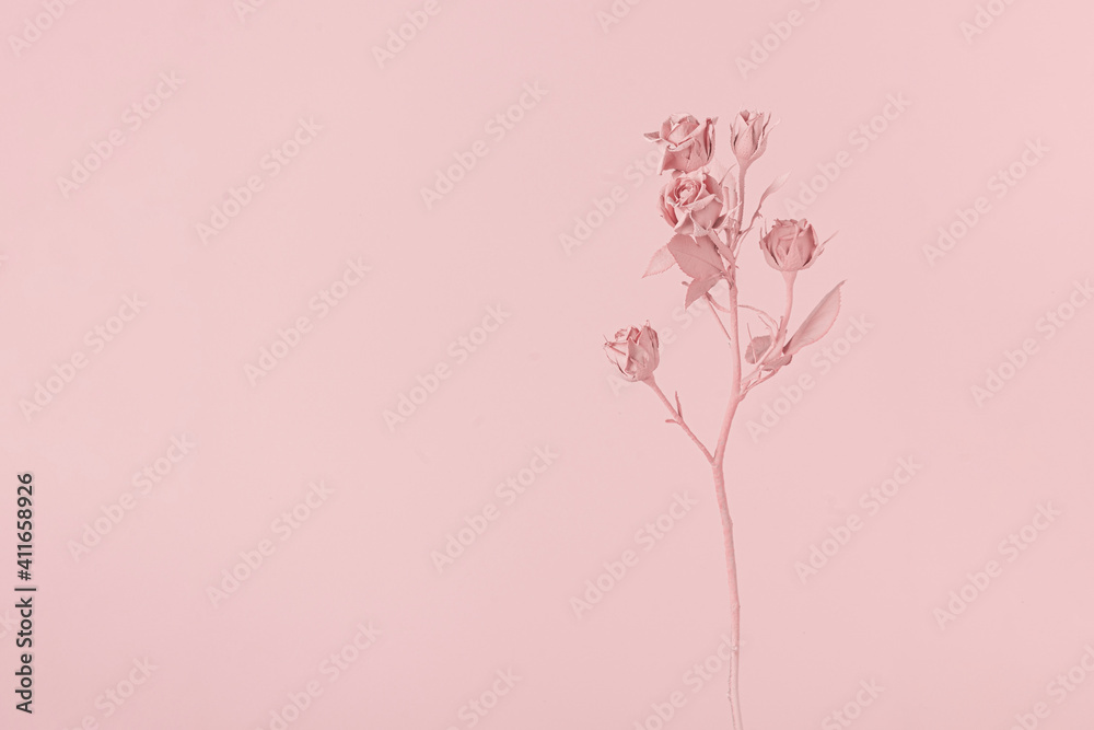 Romantic pink painted rose flower. Minimal nature layout.. Pink natural background concept.