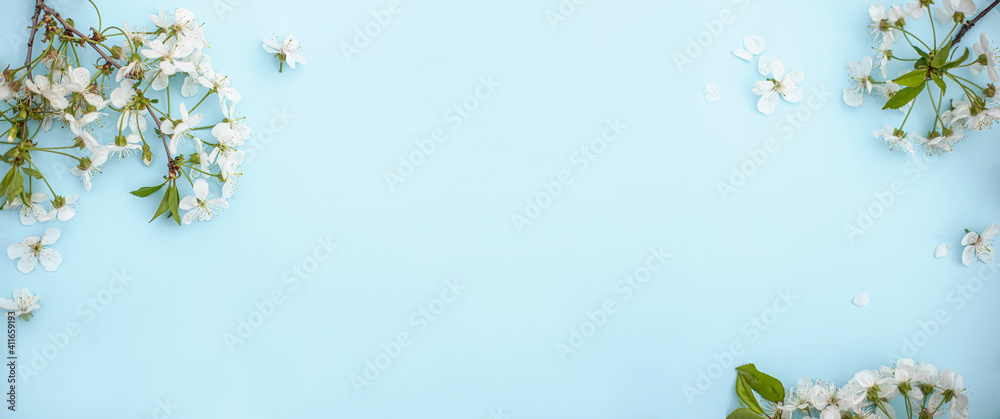 blue background with spring cherry blossom branches, top view, flat lay ...