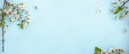 blue background with spring cherry blossom branches, top view, flat lay, frame. Creative springtime layout, banner or template