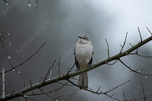 Fototapeta A Small Mockingbird perches on a tree branch near her nest