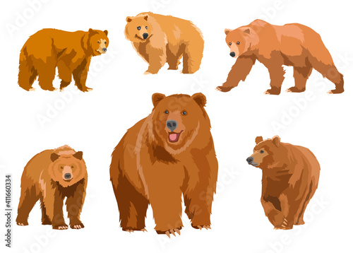 set of wild bears vector 