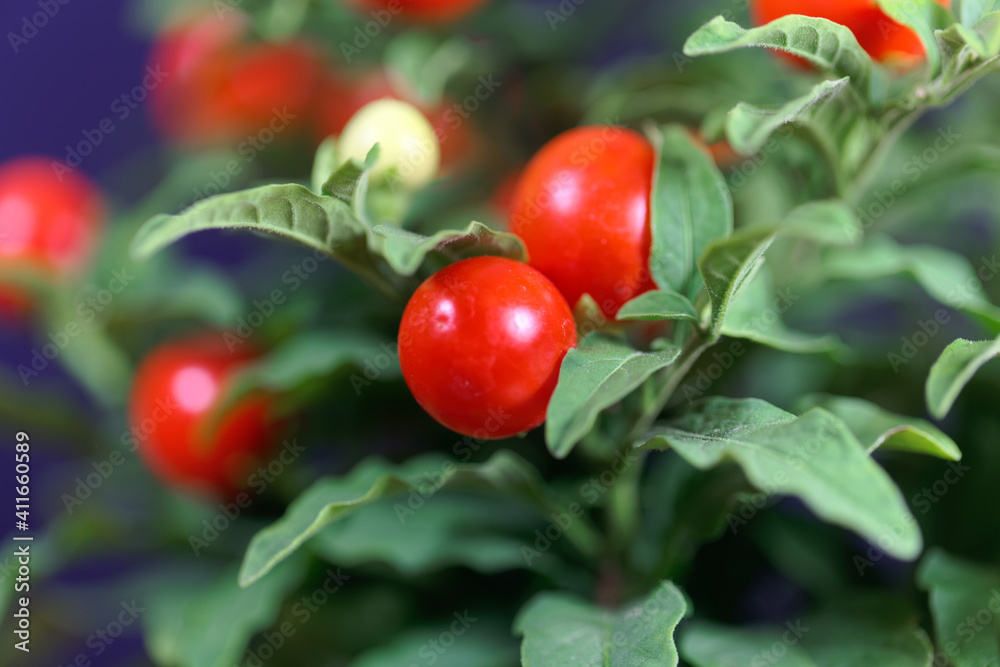 Fruits of a Jerusalem cherry, Solanum pseudocapsicum