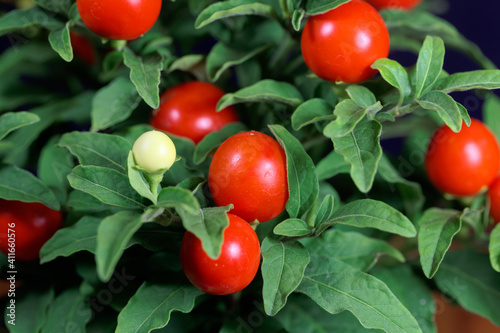 Fruits of a Jerusalem cherry, Solanum pseudocapsicum photo