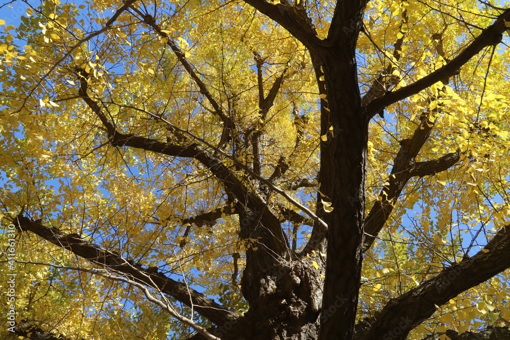 Autumn leaves in the Ueno park