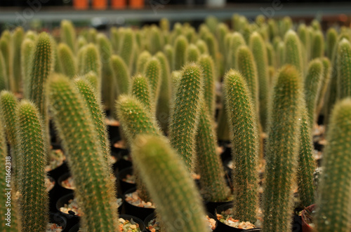 baby cactus in pot with daylight and blur