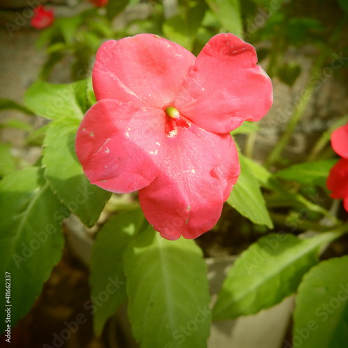 Flower