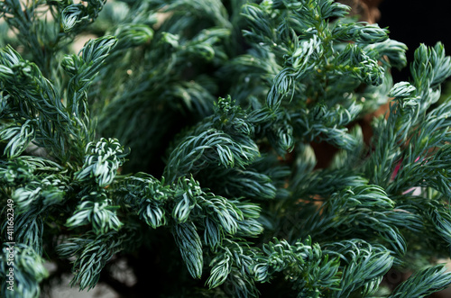 mini green pine and blur