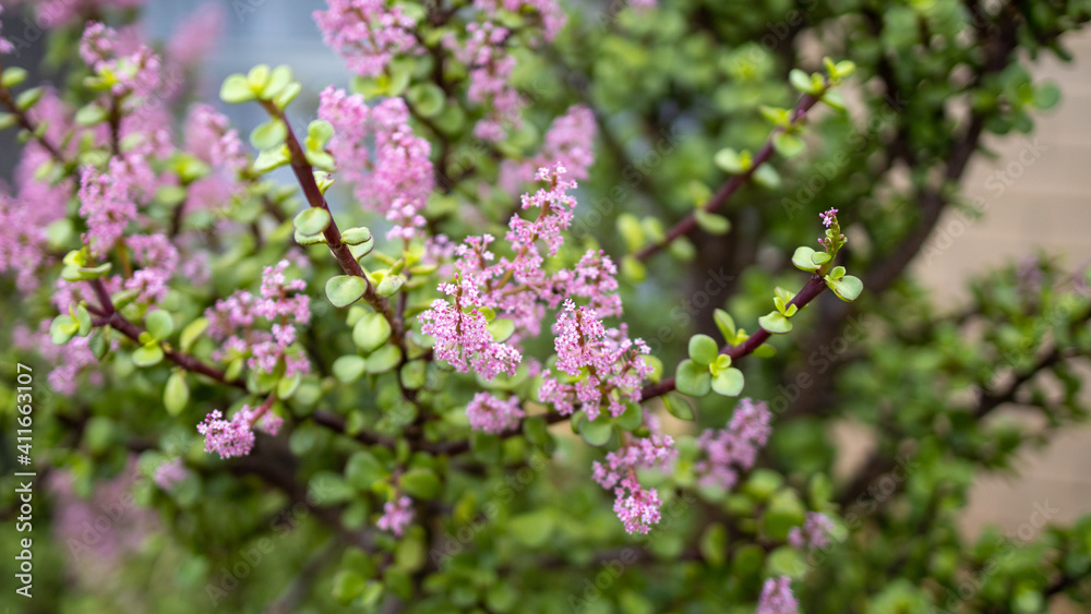 a 35 year old jade tree plant flowering with pink flowers symbolising good luck to the owner on February 4th 2021