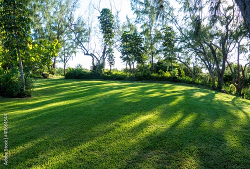 Green grass lawn in tropical park Mauritius island, idyllic peaceful summer landscape, amazing exotic nature, sunlight, relaxation, tranquility, vacation.