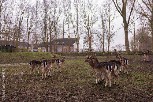 Fototapeta Naklejka Na Ścianę i Meble -  A group of deer standing on top of a grass covered field