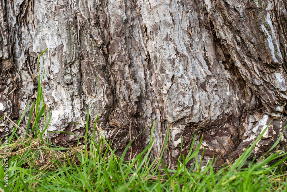 bottom of the tree trunk with rough and cracked bark covered with green grasses in the park bottom of the tree trunk with rough and cracked bark covered with green grasses in the park