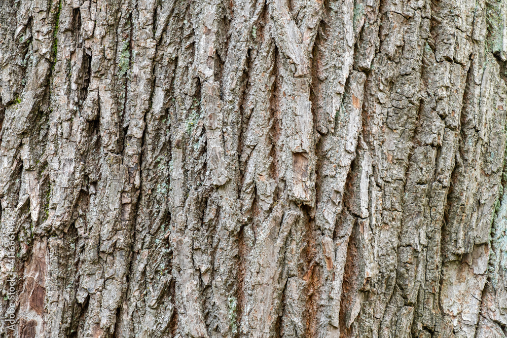 cracked rough tree trunk surface with trace of green moss inside cracks cracked rough tree trunk surface with trace of green moss inside cracks