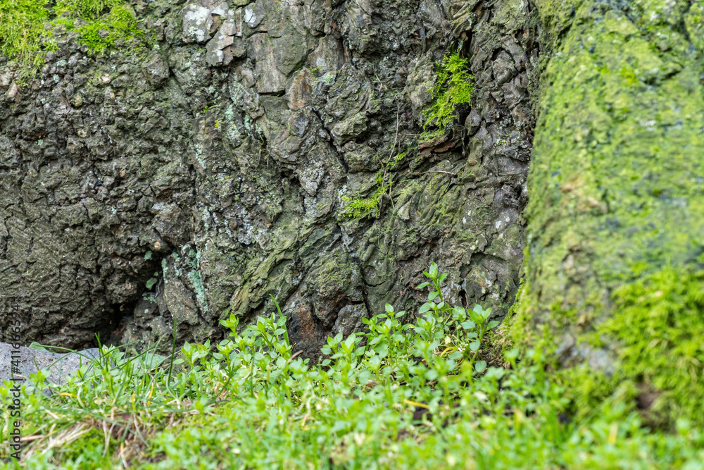 tree trunk with rough and cracked bark surface covered with green mosses in the park