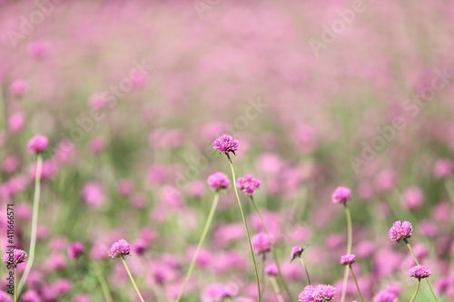 field of pink flowers © Champ