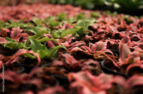 red and green plant in pot with blur