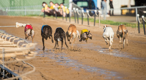 greyhound dog races at track