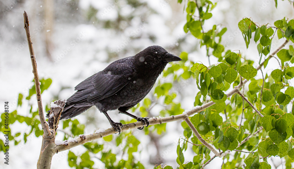 black raven bird in snowy tree black raven bird in snowy tree