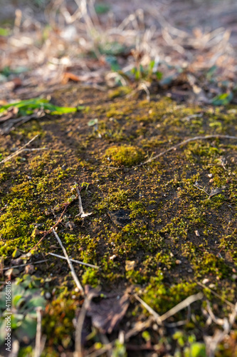 A flock of moss growing on the ground