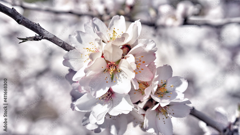 Pink and white almond flowers Pink and white almond flowers