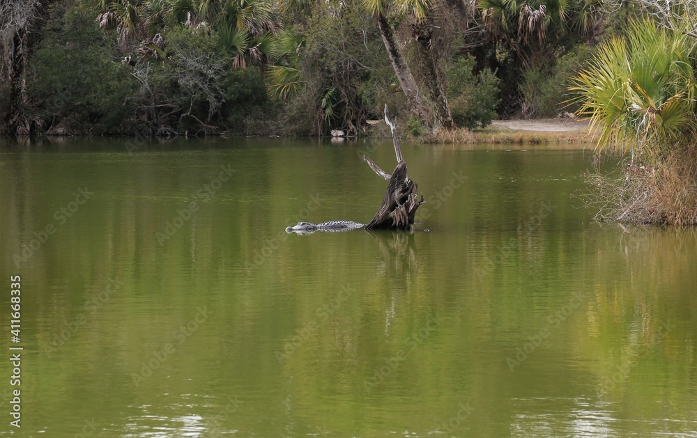 Gator Sighting Gator Sighting