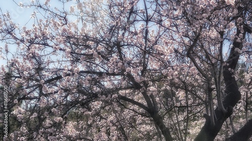 Wallpaper Mural Pink almond tree Torontodigital.ca