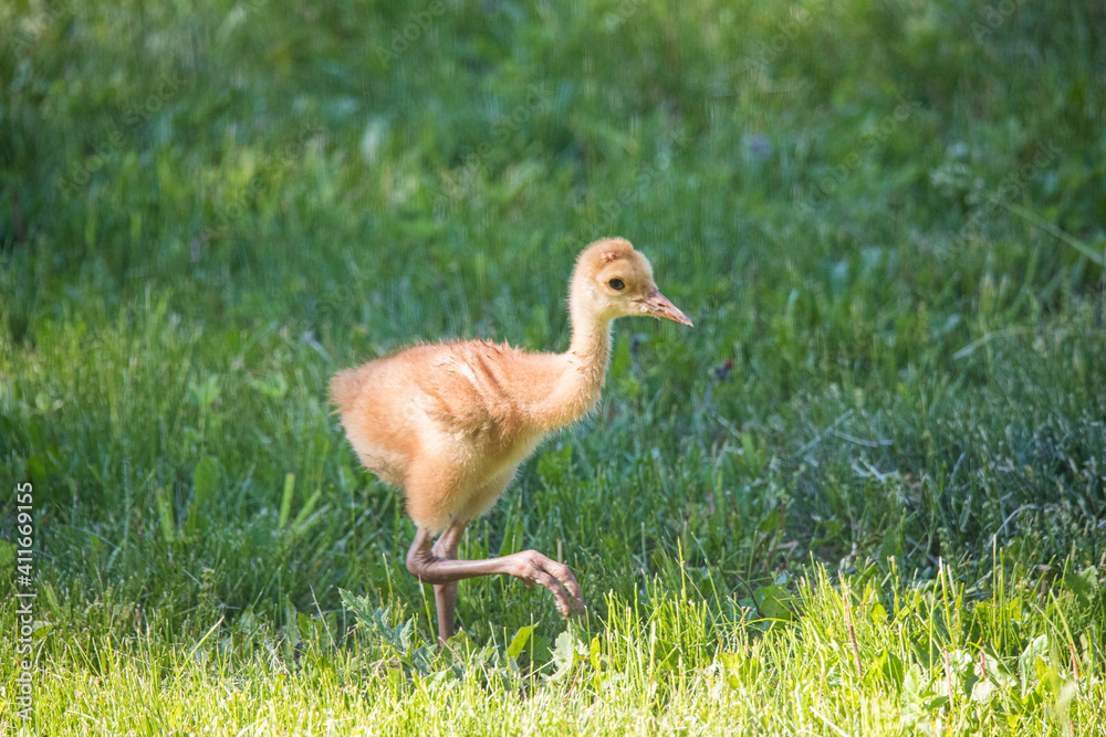 baby sandhill crane colt with mother learning to fly baby sandhill crane colt with mother learning to fly
