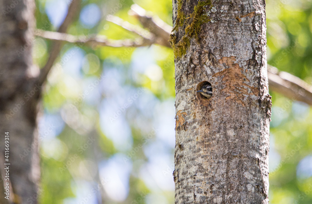 male hairy woodpecker feeding young in nest male hairy woodpecker feeding young in nest