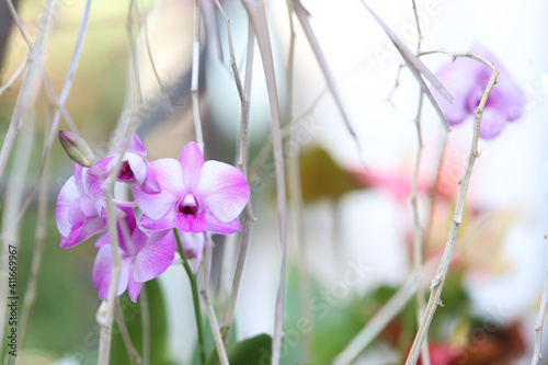 Close up of purple and white Orchid flower in the garden