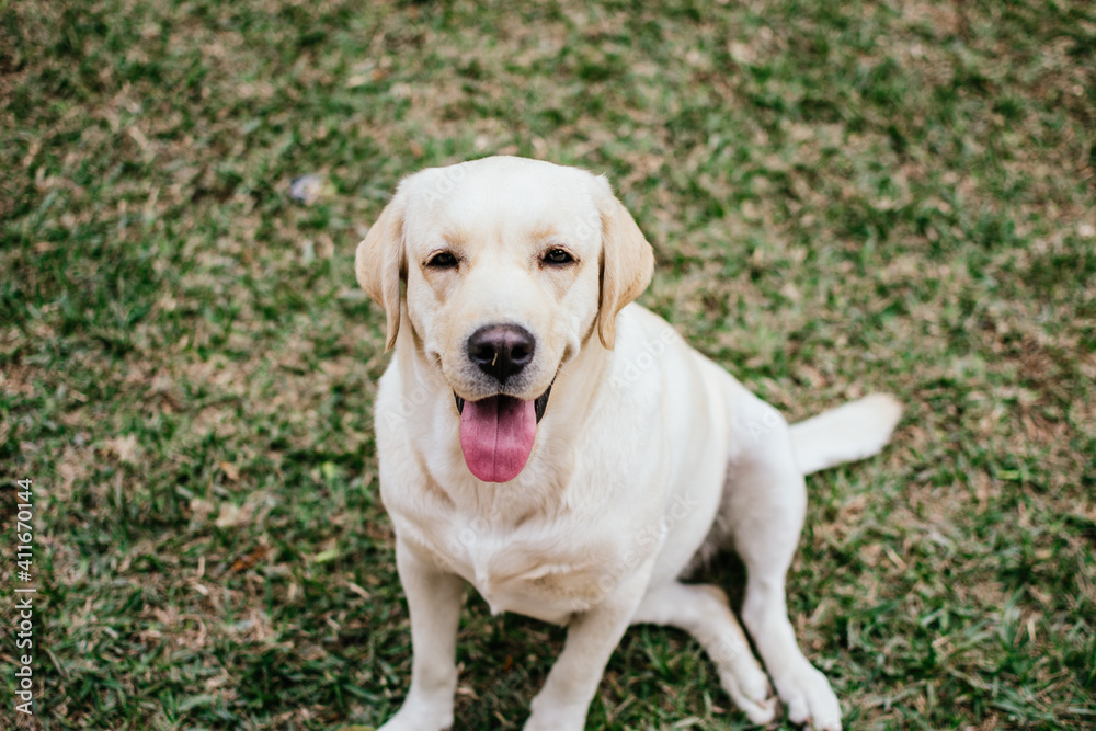 Labrador dog sitting on the grass