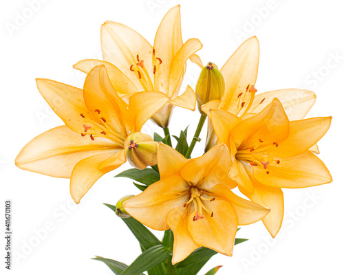 Yellow-orange lily flower, isolated on white background