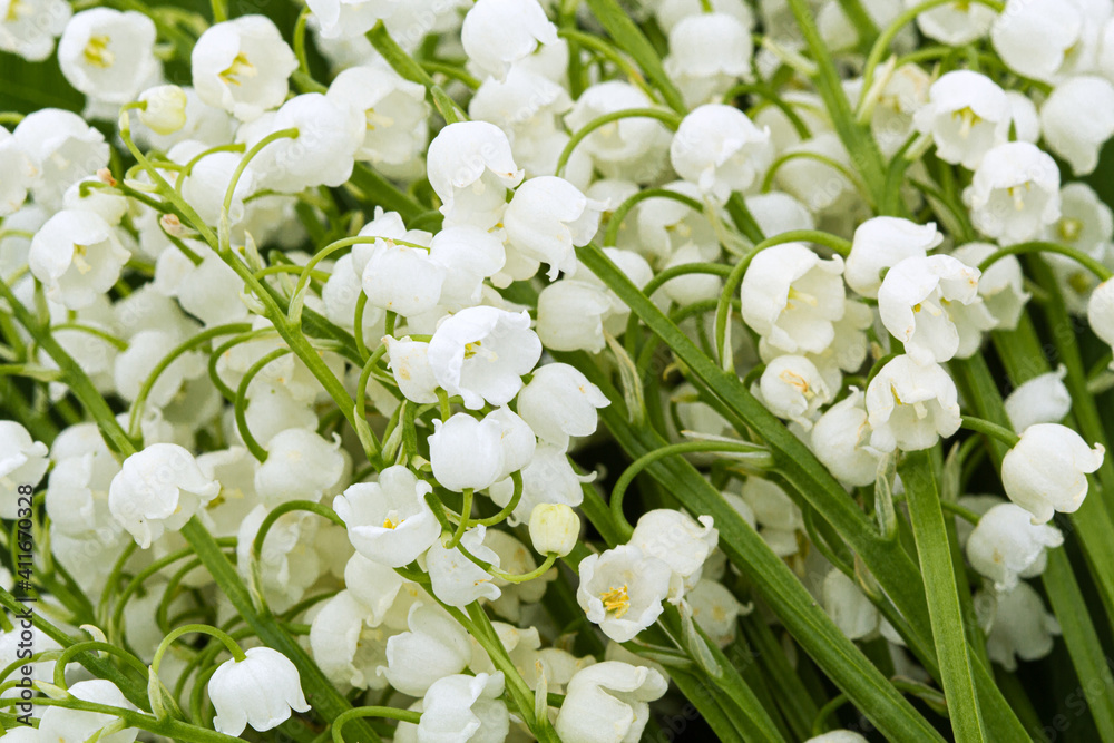 Background from white flowers of lily of the valley, lat. Convallaria majalis Background from white flowers of lily of the valley, lat. Convallaria majalis