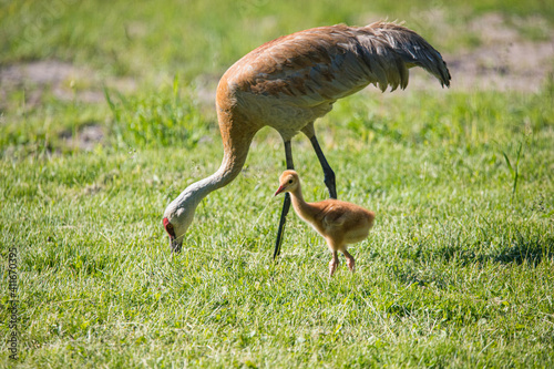 baby sandhill crane colt learning to fly